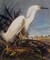 Snowy Heron Or White Egret Poster Print by John James Audubon - Item # VARPDX198111